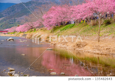（靜岡縣）河津櫻花祭及河津川沿岸的河津櫻花 135482643