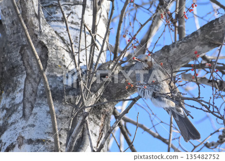 一隻棕耳鵯棲息在白樺樹上 135482752