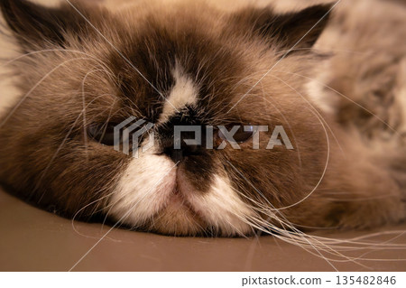 Fluffy long-haired cat face close-up portrait with round eyes 135482846