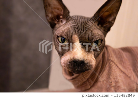 Sphynx cat portrait: close-up of unique facial expression 135482849