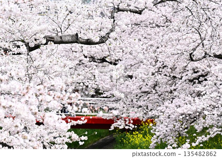 Blooming cherry blossoms in full bloom Blooming cherry blossoms in full bloom 135482862