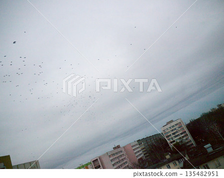 Flying birds. Flying birds. 135482951