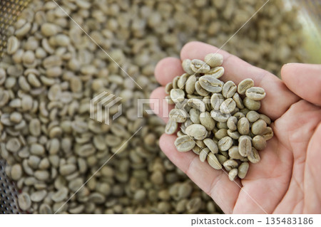 hand checking green bean coffee before roasting in fresh roaster 135483186