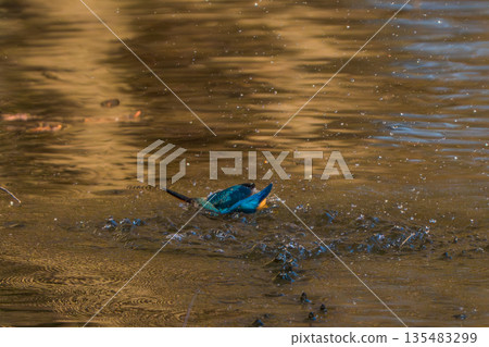 Kingfisher jumps out of the water 135483299