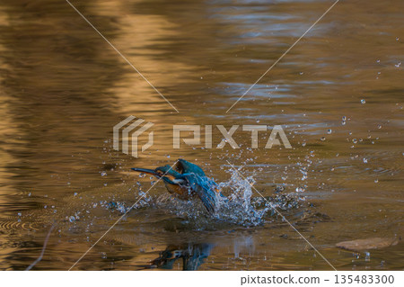 Kingfisher jumps out of the water 135483300
