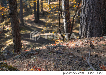 Sunlight Through Forest Trees Sunlight Through Forest Trees 135483355