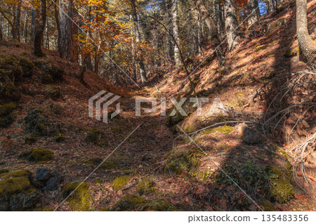 Sunlight Through Forest Trees 135483356