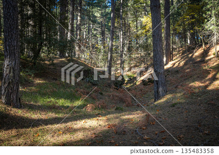 Sunlight Through Forest Trees Sunlight Through Forest Trees 135483358