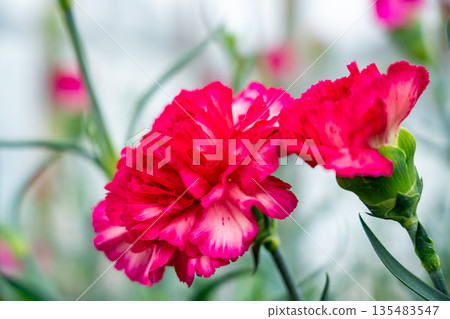 Carnation red Carnation red 135483547