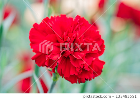 康乃馨紅 康乃馨紅 135483551