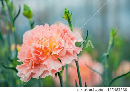 康乃馨粉紅色 135483588