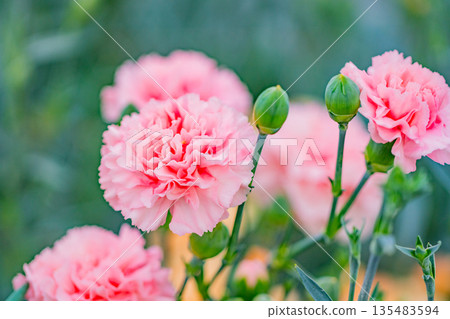 Carnation Pink 135483594