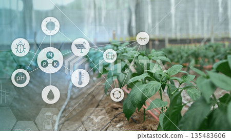Plants grow in greenhouse with digital icons showing data driven agriculture technology for monitoring nutrients energy and sustainability Plants grow in greenhouse with digital icons showing data driven agriculture technology for monitoring nutrients energy and sustainability 135483606