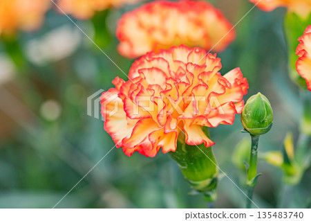 Carnation orange 135483740