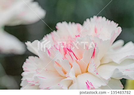 白色康乃馨 白色康乃馨 135483782