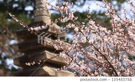 the Hirosaki sakura tree with pagoda background in Japan, spring the Hirosaki sakura tree with pagoda background in Japan, spring 135483788
