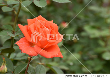 orange-red autumn roses orange-red autumn roses 135483903