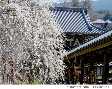 Sakurai City, Nara Prefecture_Hasedera Temple 3_March 2025 135484054