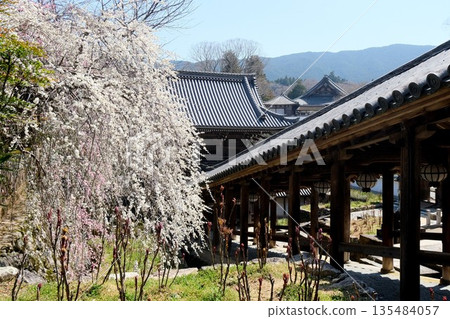 奈良縣櫻井市_長谷寺_2025年3月6日 135484057