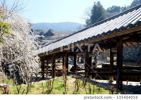 奈良縣櫻井市_長谷寺_2025年3月7日 奈良縣櫻井市_長谷寺_2025年3月7日 135484058