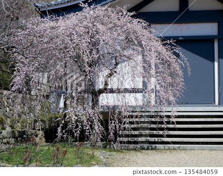 奈良縣櫻井市_長谷寺_2025年3月8日 135484059