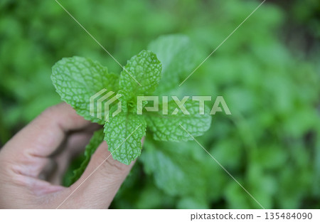 hand picking spearmint in herbal garden for use as a healthy eating food hand picking spearmint in herbal garden for use as a healthy eating food 135484090
