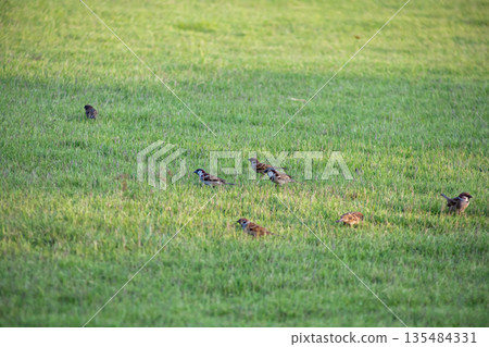 A flock of sparrows on the lawn 135484331
