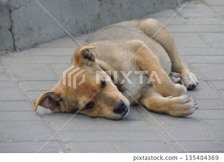 Stray Puppy With Sad Eyes Lying On The Street Stray Puppy With Sad Eyes Lying On The Street 135484369