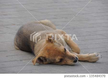 Sick Stray Small Dog Lying On The Asphalt 135484370