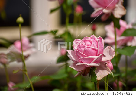 pretty pink autumn roses 135484622