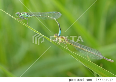 交配期間的豆娘 135484942