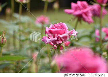 Gorgeous pink autumn roses 135485342