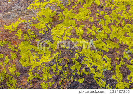 Vibrant lichen growing on rocky surface in nature 135487295