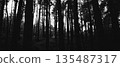 Gloomy forest silhouette featuring tall trees against a dark backdrop, evoking mystery. 135487317