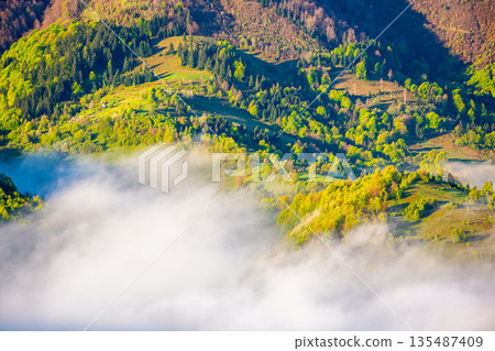 mountain landscape with fog rolling over forest in spring. misty carpathian scene with trees on hillside in morning light. beautiful nature scene of ukraine countryside. serene view of alpine scenery mountain landscape with fog rolling over forest in spring. misty carpathian scene with trees on hillside in morning light. beautiful nature scene of ukraine countryside. serene view of alpine scenery 135487409