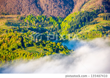 mountain landscape with fog rolling over forest in spring. misty carpathian scene with trees on hillside in morning light. beautiful nature scene of ukraine countryside. serene view of alpine scenery mountain landscape with fog rolling over forest in spring. misty carpathian scene with trees on hillside in morning light. beautiful nature scene of ukraine countryside. serene view of alpine scenery 135487410