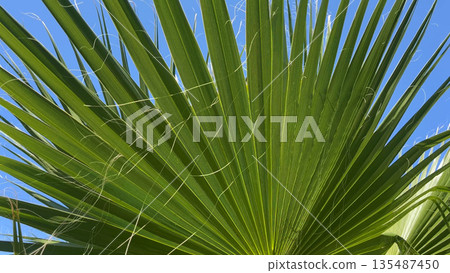 Large palm leaves sway in the wind against a blue sky. Large palm leaves sway in the wind against a blue sky. 135487450