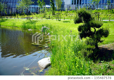 Pruned Pine tree in Japanese garden in Vilnius by the water in Japanese garden in Vilnius Pruned Pine tree in Japanese garden in Vilnius by the water in Japanese garden in Vilnius 135487578