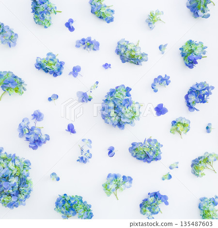 Hydrangea blue flowers on white, flat lay Hydrangea blue flowers on white, flat lay 135487603