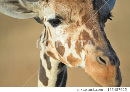 一張長頸鹿肖像，耳朵向下垂。 135487625