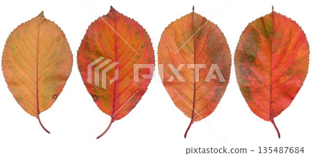 Red cherry leaves on isolated background 135487684