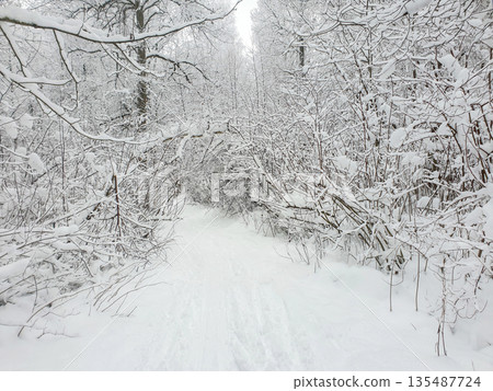 Ski track among snowy bushes in winter ofMoscow Oblast 135487724