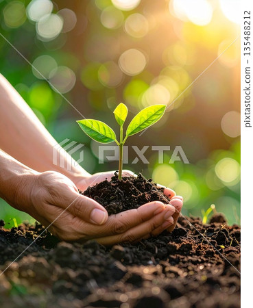 她的雙手溫柔地包裹著肥沃的土壤和從中冒出的嫩綠新芽。 135488212