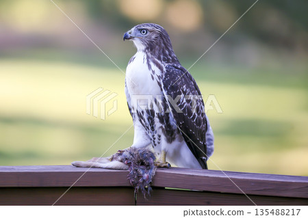 Photograph of a Ferruginous Hawk standing with captured food 135488217