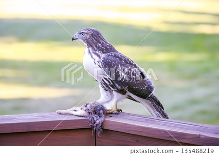 Photograph of a Ferruginous Hawk standing with captured food 135488219