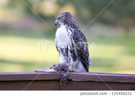 Photograph of a Ferruginous Hawk standing with captured food Photograph of a Ferruginous Hawk standing with captured food 135488222