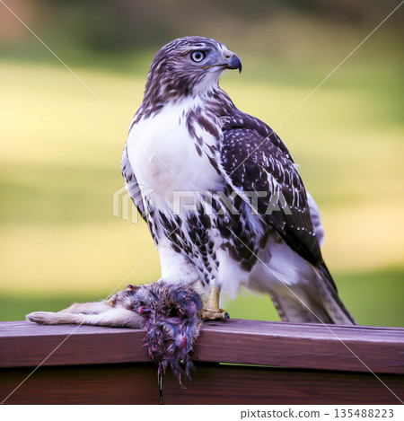 Photograph of a Ferruginous Hawk standing with captured food Photograph of a Ferruginous Hawk standing with captured food 135488223