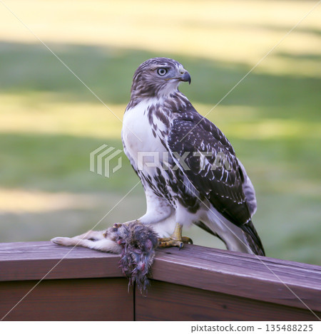 Photograph of a Ferruginous Hawk standing with captured food 135488225