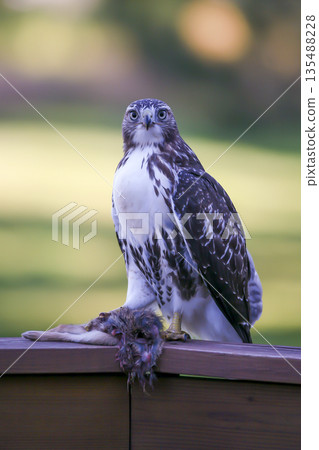 Photograph of a Ferruginous Hawk standing with captured food Photograph of a Ferruginous Hawk standing with captured food 135488228