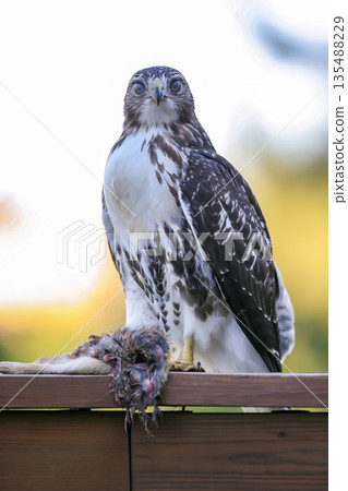 Photograph of a Ferruginous Hawk standing with captured food Photograph of a Ferruginous Hawk standing with captured food 135488229